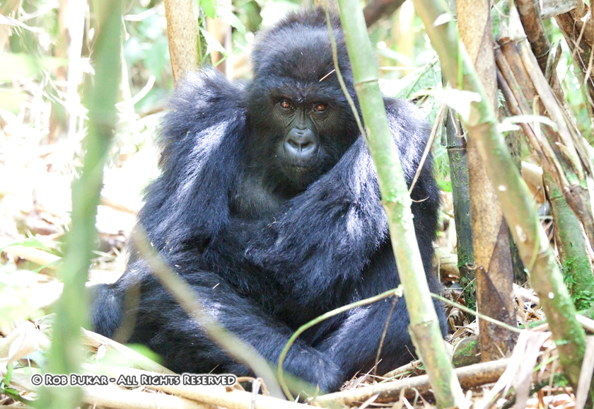 PHOTOS of Rwanda and Gorillas